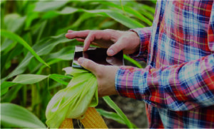 Scopri di più sull'articolo Stanchezza del terreno: origine e cause