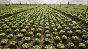 Scopri di più sull'articolo Il suolo stanco e la sua rivitalizzazione