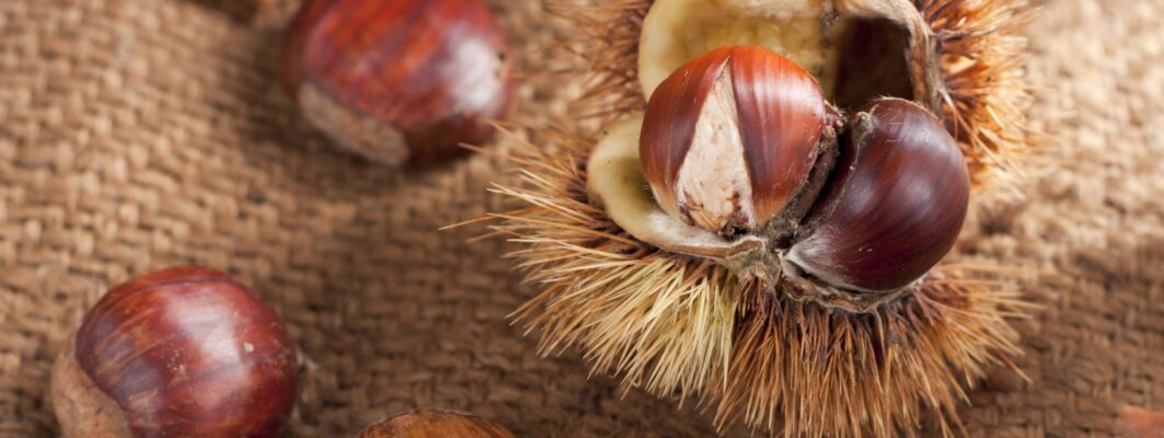 La malattia delle castagne: tutta colpa di un fungo