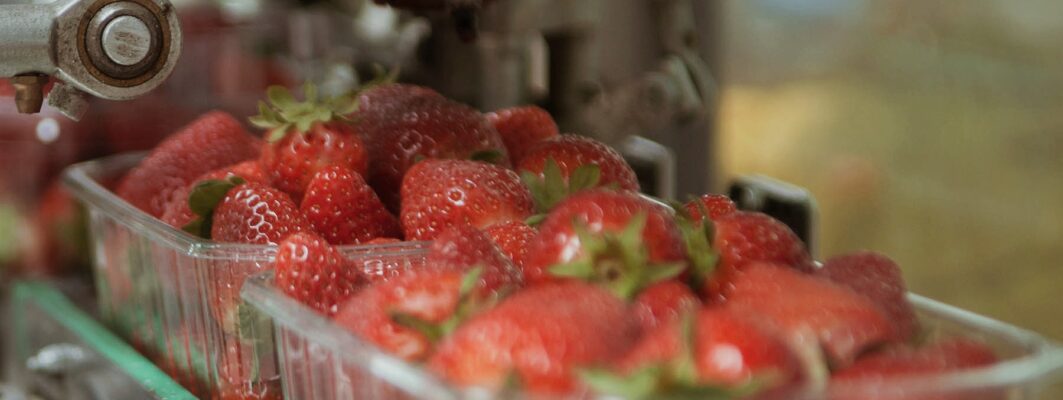 Fragole OP San Giorgio: crescita forte con Ryzo PepUp