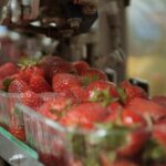 Fragole OP San Giorgio: crescita forte con Ryzo PepUp