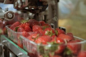 Scopri di più sull'articolo Fragole OP San Giorgio: crescita forte con Ryzo PepUp