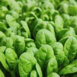 Spinacino biologico: Ryzo Pep Up nella Piana del Sele