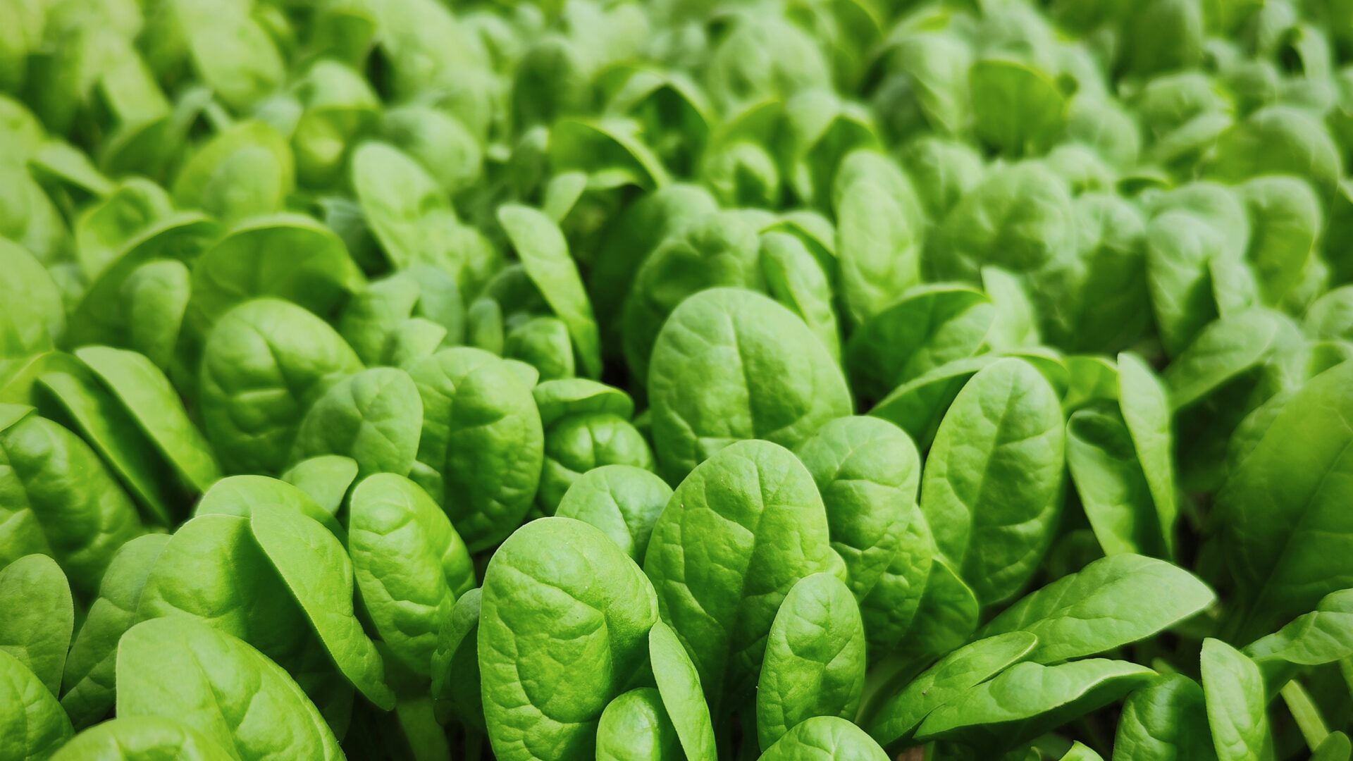 Spinacino biologico trattato con consorzio microbico Mambo