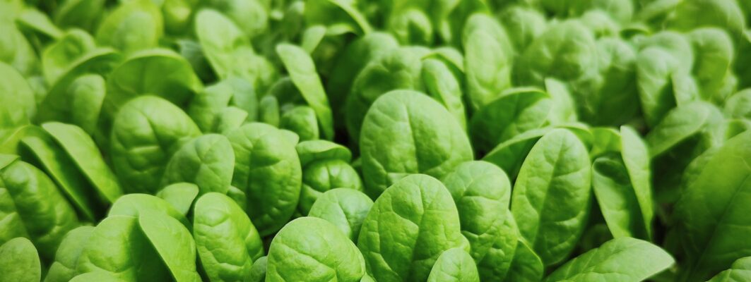 Spinacino biologico: Ryzo Pep Up nella Piana del Sele