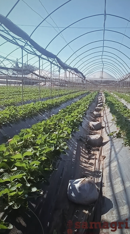 Fragole dall'azienda agricola D'Avino Cooperativa San Giorgio