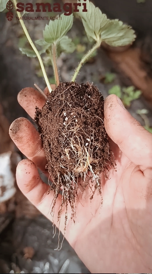 Fragole di d'Avino e le radici dopo un mese con Ryzo Pep Up