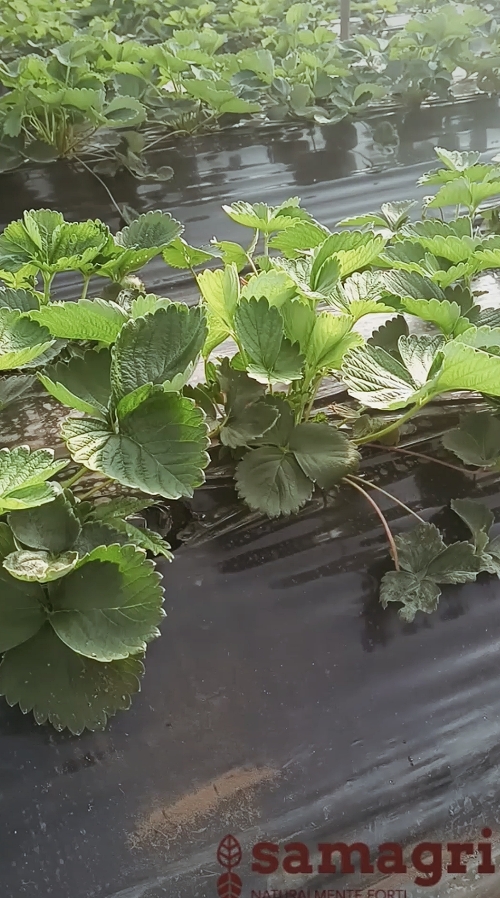 Fragole dall'azienda agricola D'Avino Cooperativa San Giorgio