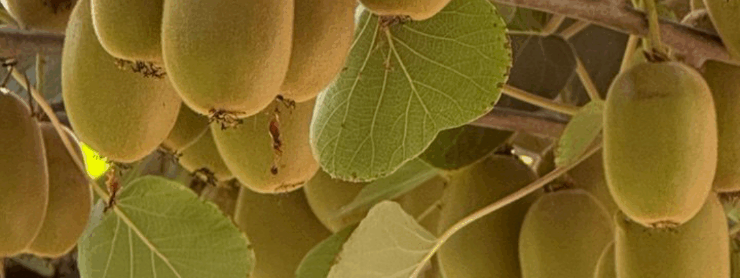 L’Armillaria e la moria del kiwi: l’approccio Samagri