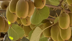 Scopri di più sull'articolo L’Armillaria e la moria del kiwi: l’approccio Samagri